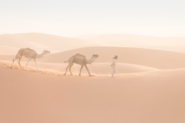 Bedouin and camel on way through sandy desert Nomad leads a camel Caravan in the Sahara during a...