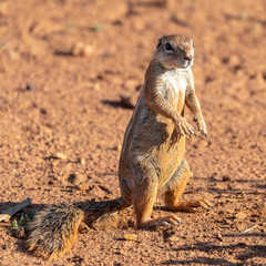 ground squirrel standing in the african dirt