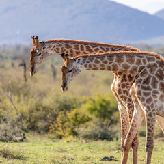 two giraffe in south africa