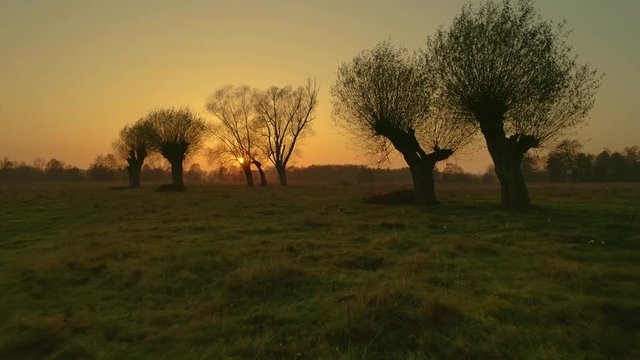 Dreamy, filmic, fantasy landscape in Poland. Wkra river bank at sunset with old willows silhouettes against setting sun. 