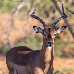 impala in south africa