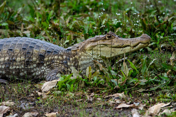 Spectacled caiman - Caiman crocodilus  in Cano Negro Wildlife Refuge, Costa Rica