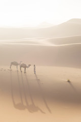 Bedouin and camel on way through sandy desert Nomad leads a camel Caravan in the Sahara during a sand storm in Morocco Desert with camel and nomads Silhouette man Picturesque background nature concept