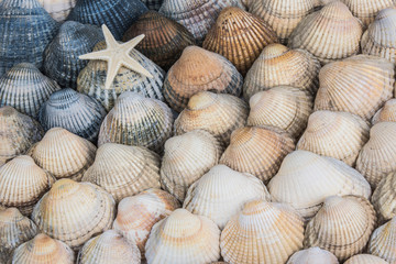 muscheln, strand, muschelbank, herzmuscheln,Cerastoderma edule, seestern, glück, sand, beach, mollusken, Meeresfrüchte, Erholung, Norsee, Ostsee, Urlaub, Wattenmeer, Watt, Ferien, Schnecken, glück, ro
