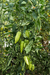 Spanischer Pfeffer (Capsicum annuum) oder Paprika, eine Pflanzenart aus der Familie der Nachtschattengewächse mit grünen unreifen Früchten in einem Gewächshaus.