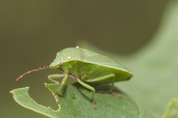 Nezara viridula southern green stink bug green hemiptera mimetizes in the grass and if you bother...