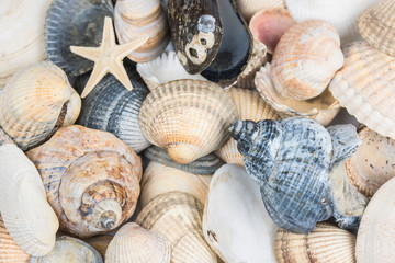 muscheln, strand, muschelbank, herzmuscheln, Cerastoderma edule, seestern, glück, sand, beach, mollusken, Meeresfrüchte, Erholung, Norsee, Ostsee, Urlaub, Wattenmeer, Watt, Ferien, Schnecken, glück, r © Uwe
