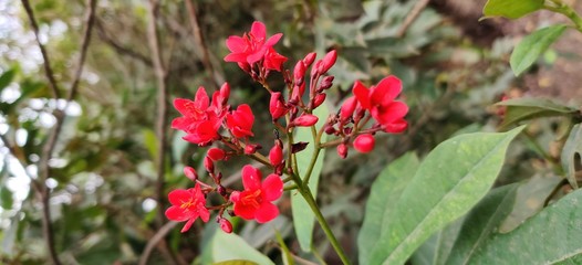 A red colour four petal flower with green leaves in background with flower bud around it