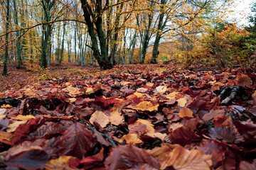 Colorful fall foliage in the forest