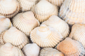 muscheln, strand, ornament, muster, muschelbank, herzmuscheln, Cerastoderma edule, seestern, glück, sand, beach, mollusken, Meeresfrüchte, Erholung, Norsee, Ostsee, Urlaub, Wattenmeer, Watt, Ferien, S