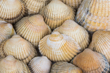 muscheln, strand, ornament, muster, muschelbank, herzmuscheln, Cerastoderma edule, seestern, glück, sand, beach, mollusken, Meeresfrüchte, Erholung, Norsee, Ostsee, Urlaub, Wattenmeer, Watt, Ferien, S