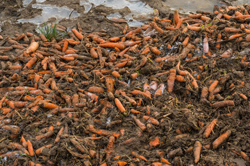Karotten liegen auf einem Acker und verderben