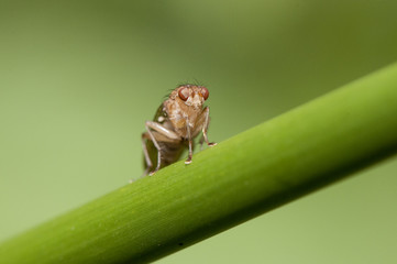 Fototapeta premium Scathophaga species dung fly diptero whose larvae develop in manure and adults are predators of other flies
