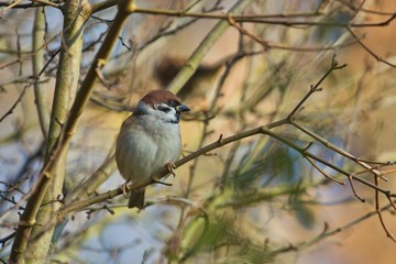 Ein Feldsperling / Feldspatz / Spatz sitzt bei Sonnenschein und warmen Licht im Herbst auf einem Ast, Passer montanus