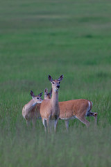 Three Deer in the Field