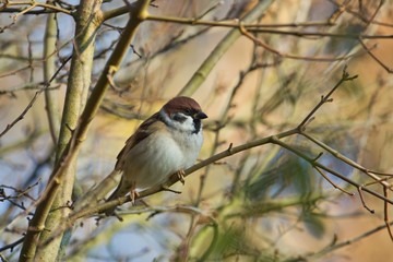 Ein Feldsperling / Feldspatz / Spatz sitzt bei Sonnenschein und warmen Licht im Herbst auf einem Ast, Passer montanus