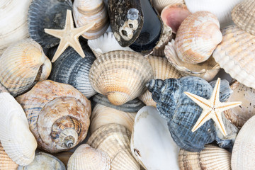 muscheln, strand, muschelbank, miesmuschel, wellhornschnecke, herzmuscheln, Cerastoderma edule, seestern, glück, sand, beach, mollusken, Meeresfrüchte, Erholung, Norsee, Ostsee, Urlaub, Wattenmeer, Wa
