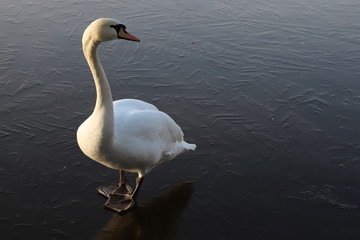 White Swan Standing, Lake in Winter