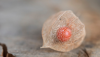 Physalis Lampionblume  (Physalis alkekengi), Lampionpflanze, herbst, makro, close up, verwitterung, filigran, schön, pflanze, natur, frucht, orange, beige
