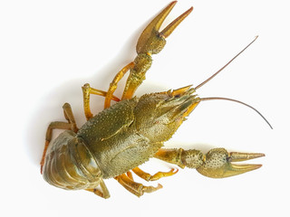 Live crayfish isolated on a white background.