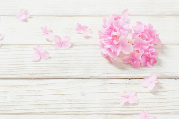 pink hydrangea on white wooden background