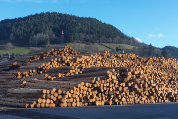Chopped down tree trunks, cut pine logs stacked in a storage yard