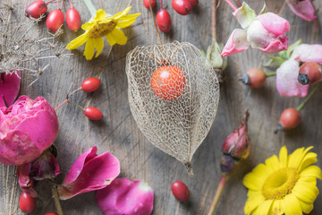 Physalis Lampionblume  (Physalis alkekengi), Herbst, Dekoration, beeren, Hagebutte, Rosen, schön,...