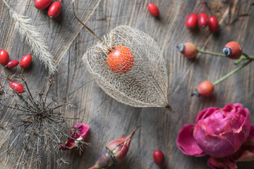 Physalis Lampionblume  (Physalis alkekengi), Herbst, Dekoration, beeren, Hagebutte, Rosen, schön, dekorativ, Lampionpflanze, herbst, makro, close up,, stilllebenfiligran, schön, pflanze, natur, frucht