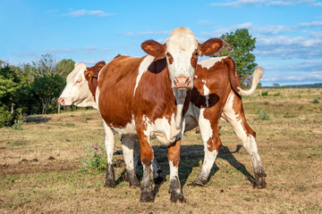 Two young cows with muddy hooves playing in the field, montbeliarde heifer in the Jura, France