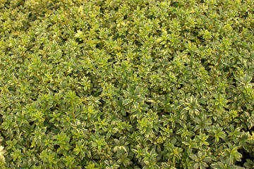  Tightly growing to each other molding a green shrub. There are small inclusions of light green color