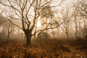 árbol torcido en bosque con hojas caídas en invierno con niebla