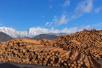 Chopped down tree trunks, cut pine logs stacked in a storage yard and beautiful mountain landscape in the background, in winter