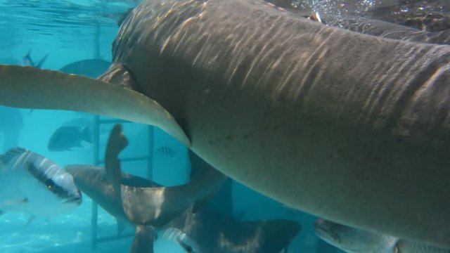 Nurse Sharks of compass cay, Exuma islands, Bahamas