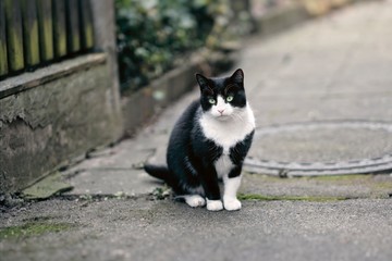 Cute tuxedo cat sitting outdoors and looking at camera.	