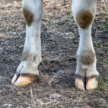 White front hooves of a dairy cow standing on a path.