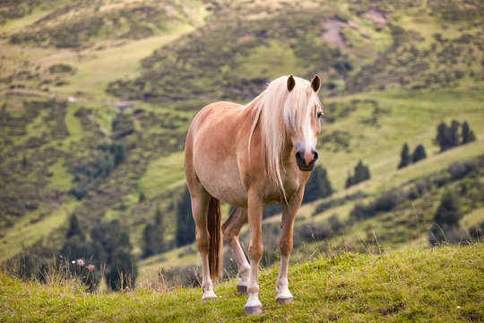 Cavallo nel prato in trentino in montagna