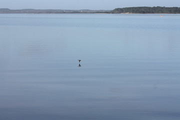 Eisvogel fliegt über eine glatten See