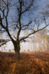  árbol torcido en bosque con hojas caídas en invierno con niebla