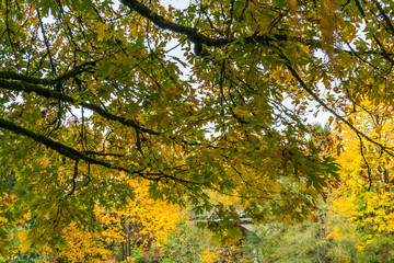 Autumn Trees From Below 2