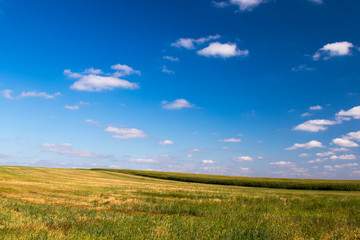 Fototapeta na wymiar Summer field with grass, nature background
