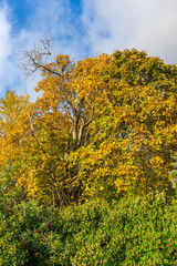 Lincoln Park Autumn Trees 4