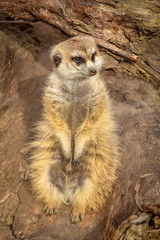 young meerkat relaxing in the sun  on a warm spring afternoon