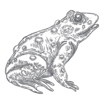 Forest Frog line illustration in grey.  Magic anuran or poison toad hand drawing. Witchcraft, voodoo magic attribute. Illustration for Halloween. Vector.
