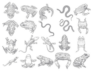 Large set of reptiles frog, toad, lizard and snakes. Stylized drawing of decorative drawn witchcraft, voodoo magic attribute. Illustration for Halloween. Vector