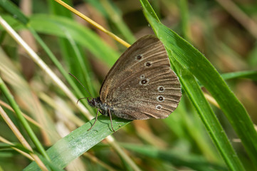 Ringlet butterfly on a broad blade of grass
