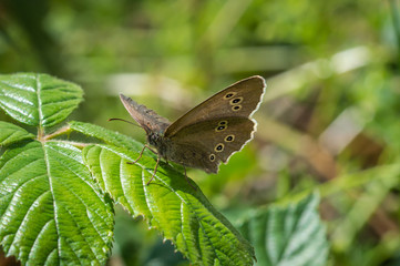 inglet butterfly on a shiny leaf