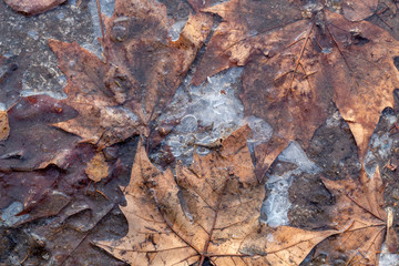 Fototapeta na wymiar Texture Created Using Frozen Autumn Leaves