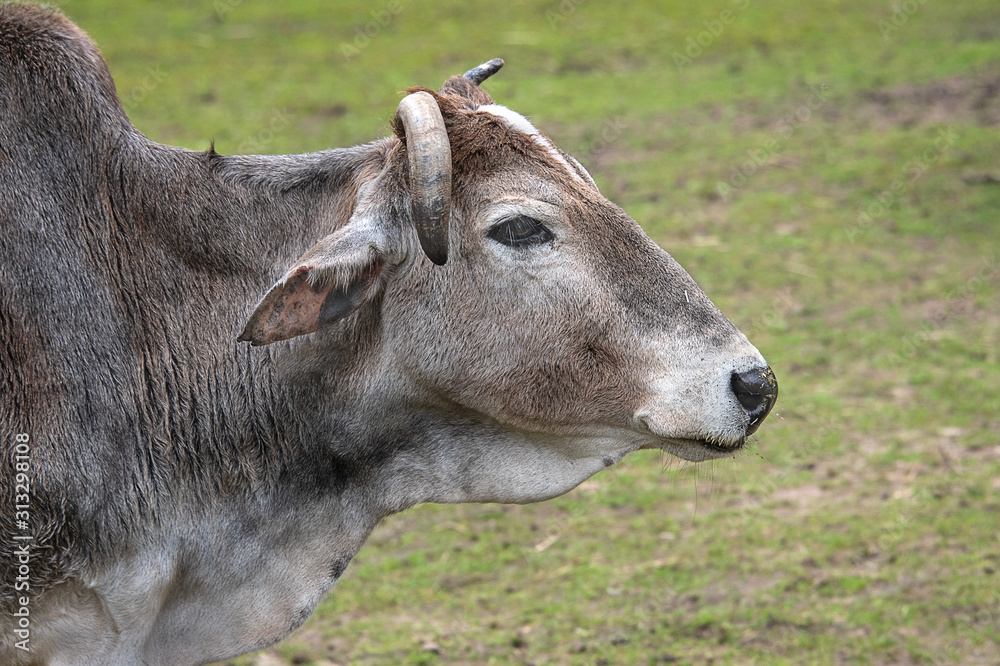 Aufkleber a profile portrait of a zebu showing its head and shoulders with grass in the background
