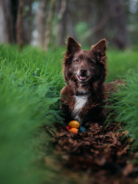 Hund mit Ostereiern