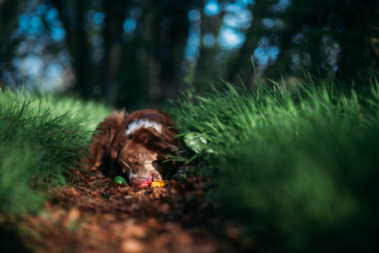 Hund mit Ostereiern